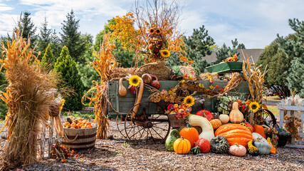 Display of pumpkins for harvest season
