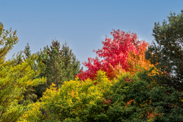 Naklejka premium Autumn leafs under sunlight 