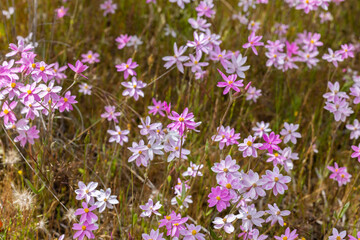 Carpet of pink and white wildflowers with yellow centre in the wheatbelt region of Western Australia
