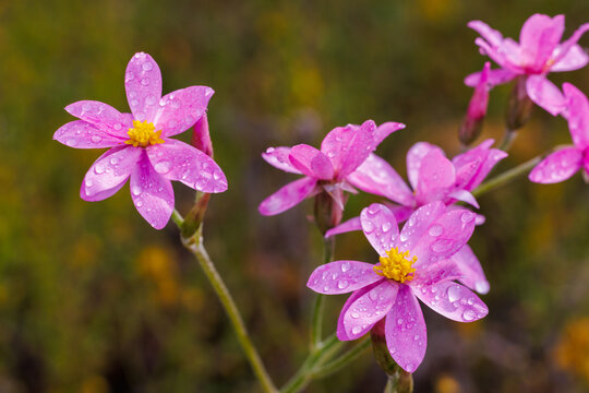 Pink wildflower with yellow centre and water droplet in the wheatbelt region of Western Australia