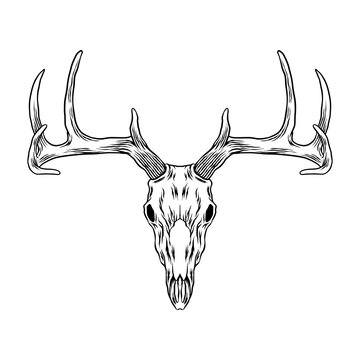 deer head skull vector art
