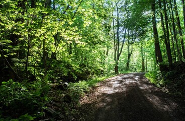 Single lane dirt country road through forest, shadows and dappled light. Horizontal.