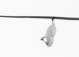 A Parrot Hanging Upside Down On A Power Line - Little Corellas, Scientific name Cacatua sanuinea
