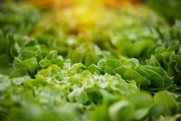 Salad farm vegetable green oak lettuce. Close up fresh organic hydroponic vegetable plantation produce green salad hydroponic cultivate farm. Green oak lettuce salad in green Organic plantation Farm