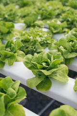 Close up fresh organic hydroponic vegetable plantation produce green salad hydroponic cultivate farm. Green oak lettuce salad in green Organic plantation Farm. Salad farm vegetable green oak lettuce