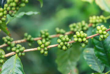 Green coffee bean berry plant fresh raw seed coffee tree growth in eco organic farm. Close up Green...