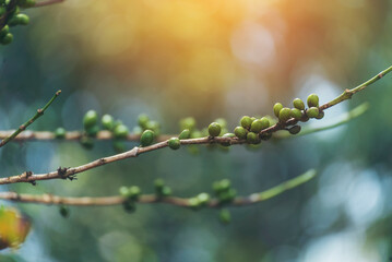 Green coffee bean berry plant with sunlight. Fresh raw seed coffee tree growth in eco organic farm morning time. Close up Green seed berries arabica coffee garden. Fresh coffee bean green leaf plant