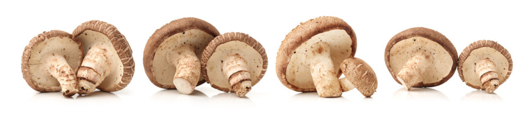 Shiitake mushroom on the White background 