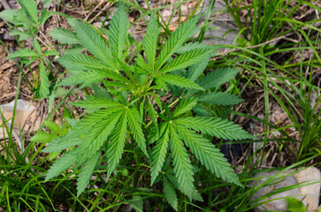 Wild hemp with beautiful green young leaves in natural conditions.