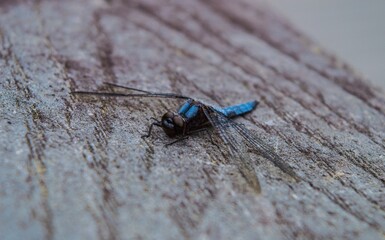 Blue Dragonfly