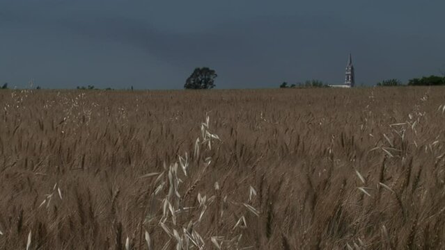 San Jose Catholic Church and Wheat Field in Entre Rios Province, Argentina, South America. 