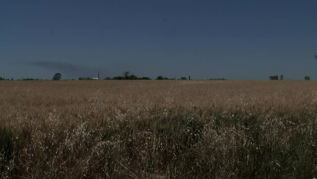 Soybean Field in Crespo, Entre Rios Province, Argentina, South America.