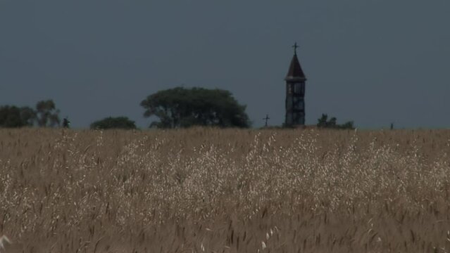 Wheat Field in Entre Rios Province, Argentina, South America.