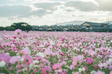 Fototapeta premium 秋桜