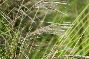 abstract green background with grass seed plumes