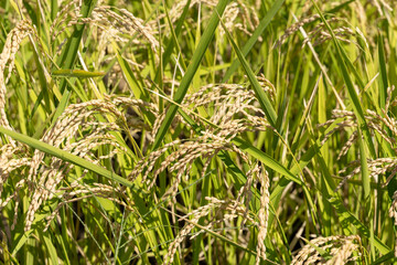 収穫間近の田園の風景
