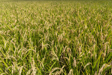 収穫間近の田園の風景