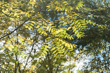 Fototapeta premium start of autumn or leaves (likely of a nut tree) on a cloudy blue sky