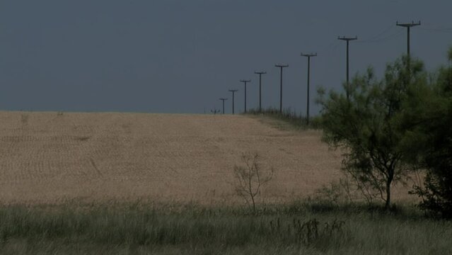 Wheat Field and Power Lines in Crespo, Entre Rios Province, Argentina, South America.