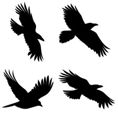 Obraz premium Set of realistic vector silhouettes of crows. Isolated on a white background. Great for horror posters.