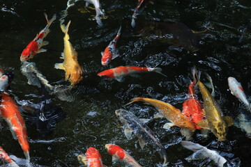 koi