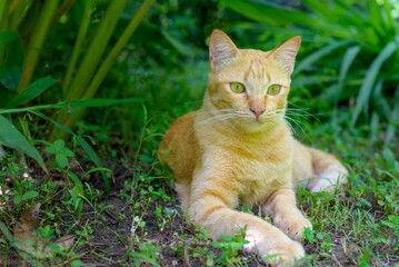 Naklejka na ściany i meble Portrait of orange tabby cat relaxing in the garden, cat on green grass