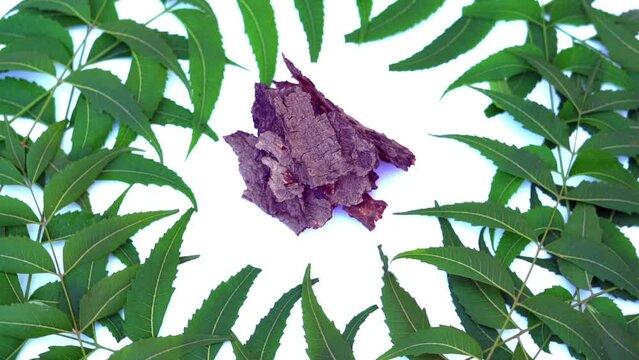 Medicinal neem leaves Azadirachta indica ,Siamese neem leaves, Neem leaves. Azadirachta indica - A branch of neem tree leaves. Natural Medicine.