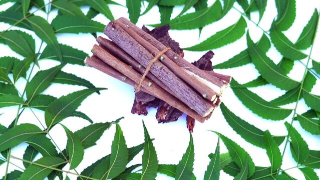 Medicinal neem leaves Azadirachta indica ,Siamese neem leaves, Neem leaves. Azadirachta indica - A branch of neem tree leaves. Natural Medicine.