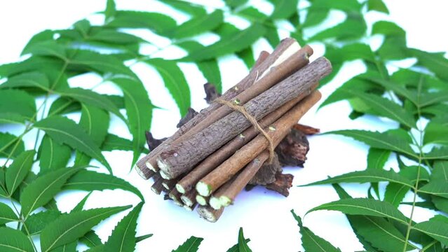 Medicinal neem leaves Azadirachta indica ,Siamese neem leaves, Neem leaves. Azadirachta indica - A branch of neem tree leaves. Natural Medicine.