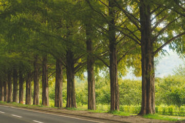 	木　散歩道　爽やかな木々の風景