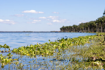 Coastal marsh by lake