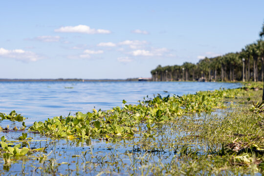 Coastal Marsh By Lake