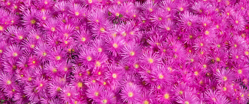 Pink asters in the garden, pink daisies texture. Violet chamomile background. Pink and purple moss phlox flowers. Top view.