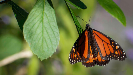 2022-09-14 Butterflies