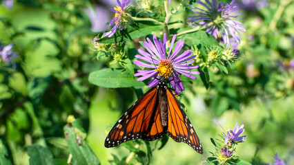 2022-09-14 Butterflies