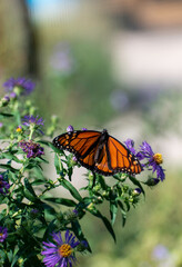 2022-09-14 Butterflies
