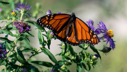 2022-09-14 Butterflies