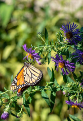 2022-09-14 Butterflies