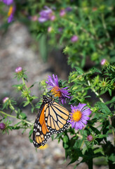 2022-09-14 Butterflies