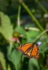 2022-09-14 Butterflies