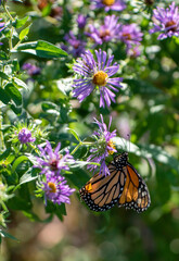 2022-09-14 Butterflies