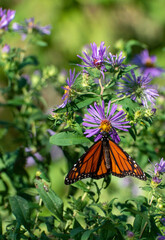 2022-09-14 Butterflies