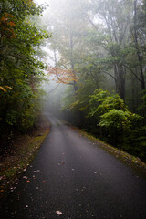 Fototapeta na wymiar Forest Trail in Fog