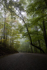 Forest Trail