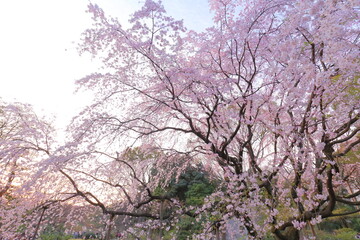 Obraz na płótnie Canvas Full bloom, Cherry blossom, Sakura