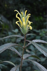Floração