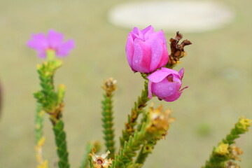 Microlicia sp - campo rupestre - MG