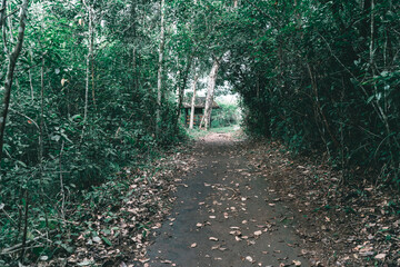 walk through  the forest