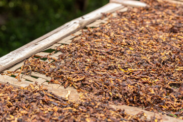 thinly sliced ​​tobacco leaves and dried in the sun