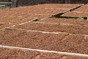 thinly sliced ​​tobacco leaves and dried in the sun